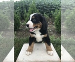 Small Photo #3 Bernese Mountain Dog Puppy For Sale in GOSHEN, IN, USA