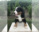 Small #2 Bernese Mountain Dog