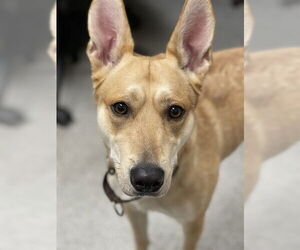 Medium Carolina Dog Mix