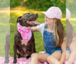 Small #3 Bulldog-Staffordshire Bull Terrier Mix