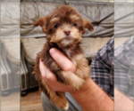 Small Photo #19 Yorkshire Terrier Puppy For Sale in NEWCASTLE, CA, USA