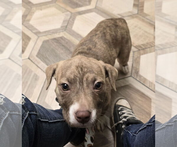 Medium Photo #2 American Pit Bull Terrier-Staffordshire Bull Terrier Mix Puppy For Sale in Frankenmuth, MI, USA