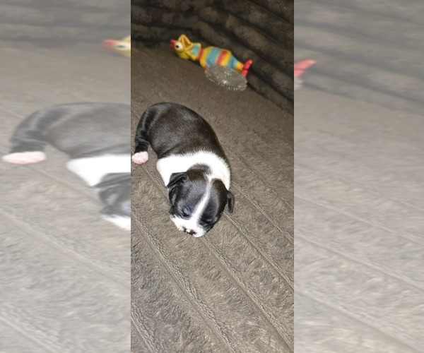 Medium Photo #6 Boston Terrier Puppy For Sale in MITCHELL, IN, USA