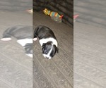 Small #5 Boston Terrier
