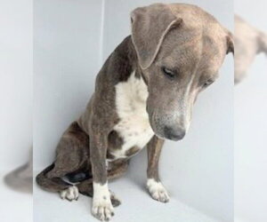 Mutt Dogs for adoption in Houston, TX, USA