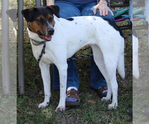 Astrid - Female Labrador Retriever-Unknown Mix Dog for Adoption - Photo #2