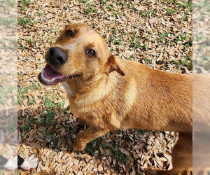 Labrador Retriever-Retriever  Mix Dogs for adoption in Rockaway, NJ, USA