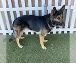 Small German Shepherd Dog