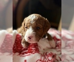 Small #9 Goldendoodle (Miniature)