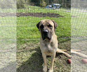 Mastiff Dogs for adoption in McMinnville, OR, USA