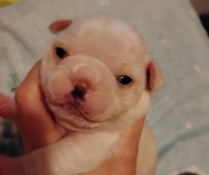Frenchie Pug Puppy for Sale in NEW WAVERLY, Texas USA