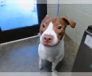 Mutt Dogs for adoption in Tulsa, OK, USA