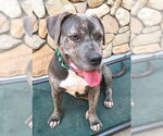 *BUMPETTE - Female Mastiff-Unknown Mix Dog for Adoption - Small photo