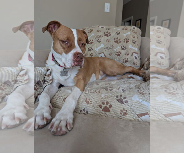 Medium Photo #15 American Staffordshire Terrier-Unknown Mix Puppy For Sale in Holly Springs, NC, USA