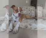 Small #14 American Staffordshire Terrier Mix
