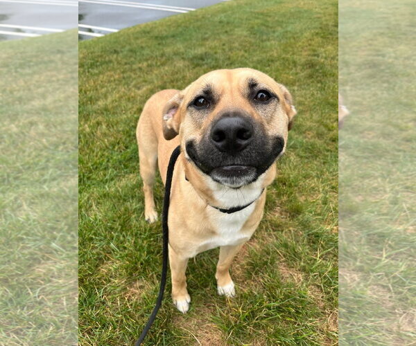 Medium Photo #1 Black Mouth Cur-Unknown Mix Puppy For Sale in Rockaway, NJ, USA