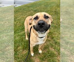 Small Black Mouth Cur Mix