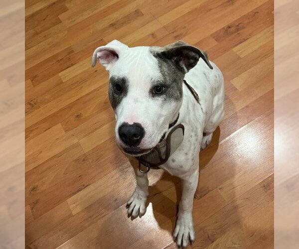 Medium Photo #5 Mutt Puppy For Sale in Minneapolis, MN, USA