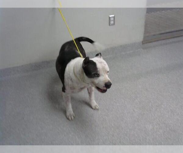 Medium Photo #1 Staffordshire Bull Terrier-Unknown Mix Puppy For Sale in Pasadena, TX, USA