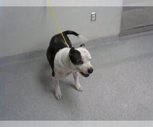 Staffordshire Bull Terrier-Unknown Mix Dogs for adoption in Pasadena, TX, USA