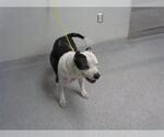Small Staffordshire Bull Terrier Mix