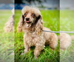 Small #3 Poodle (Toy)