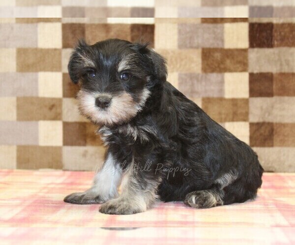 Medium Photo #4 Schnauzer (Miniature) Puppy For Sale in DENVER, PA, USA