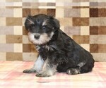 Small #3 Schnauzer (Miniature)