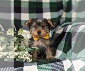 Yorkshire Terrier Puppy for sale in OXFORD, PA, USA