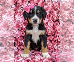 Greater Swiss Mountain Dog Puppy for sale in AIRVILLE, PA, USA