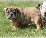 Small #3 Bulldog
