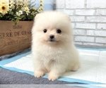 Small Photo #7 Pomeranian Puppy For Sale in LOS ANGELES, CA, USA