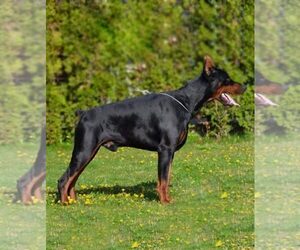 Father of the Doberman Pinscher puppies born on 06/20/2025