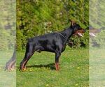Small Photo #1 Doberman Pinscher Puppy For Sale in FORT LAUDERDALE, FL, USA
