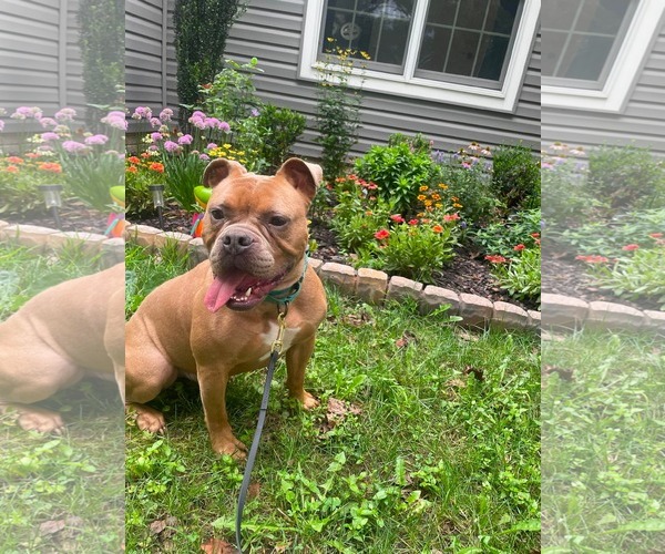 Medium Photo #16 American Bulldog-Unknown Mix Puppy For Sale in Derwood, MD, USA