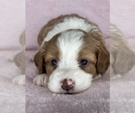Small Photo #8 Bernedoodle (Miniature) Puppy For Sale in STERRETT, AL, USA