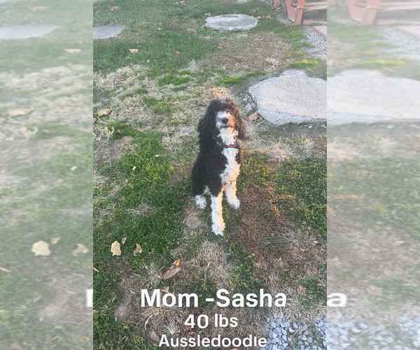 Medium Photo #1 Aussiedoodle-Miniature Bernedoodle Mix Puppy For Sale in JOHNSONVILLE, IL, USA