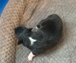 Small Photo #3 Shetland Sheepdog Puppy For Sale in OWENSBORO, KY, USA