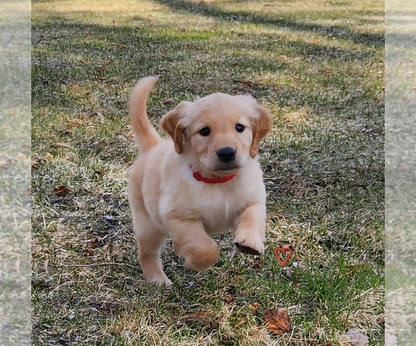Medium Photo #1 Golden Retriever Puppy For Sale in THOMASTON, ME, USA