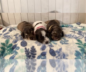 Schnauzer (Miniature) Puppy for Sale in CALDWELL, Texas USA
