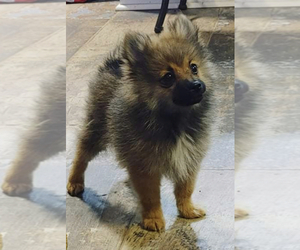 Pomeranian Puppy for sale in CENTRAL CITY, AR, USA