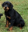 Small Photo #13 Rottweiler Puppy For Sale in WESLEY, AR, USA