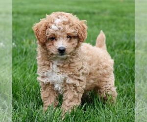 Cavapoo Puppy for sale in ARTHUR, IL, USA