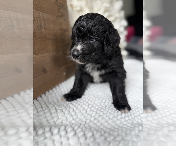 Medium Photo #1 Bernedoodle Puppy For Sale in BELMONT, NC, USA