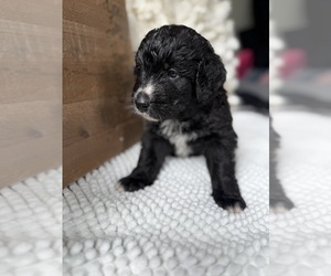 Bernedoodle Puppy for sale in BELMONT, NC, USA