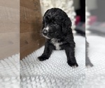 Small Bernedoodle