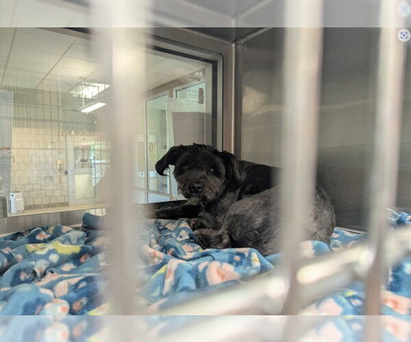 Medium Photo #1 Shih Tzu-Unknown Mix Puppy For Sale in Grand Prairie, TX, USA