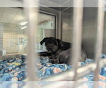Small Shih Tzu Mix