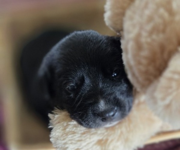 Medium Photo #44 Borador Puppy For Sale in FORTUNA, CA, USA