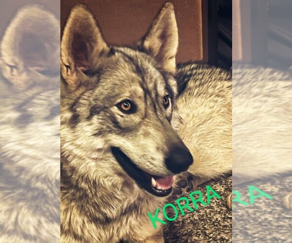 Medium Photo #1 Wolf Hybrid Puppy For Sale in LIVERMORE, CO, USA